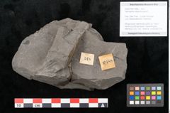 Foto (Objekt + Etikett) von Taeniopteris vittata Brongniart (NHMW-GEO-2024-0188-10488)